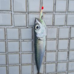 ショアジギ開始までのエギングてアオリイカ！