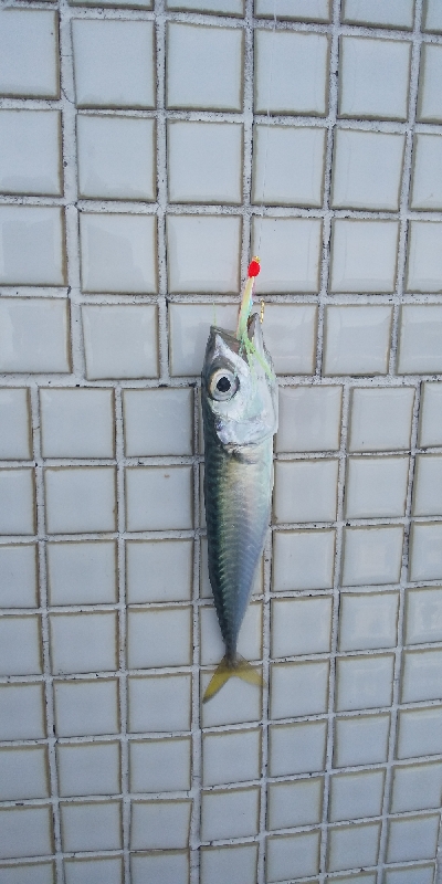 ショアジギ開始までのエギングてアオリイカ！