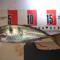 久々にいいサイズ