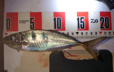 久々にいいサイズ