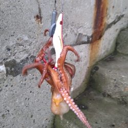 600グラムオーバー