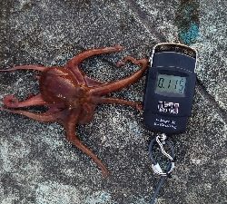 仕事終わりのタコ