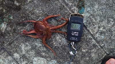 仕事終わりのタコ
