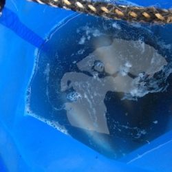 ライトタックルでサバ祭