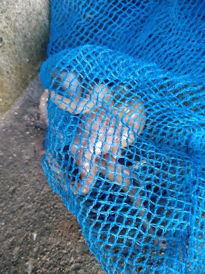 底取りづらい中、なんとか１杯