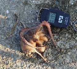 今日もタコ釣り