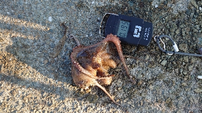 今日もタコ釣り