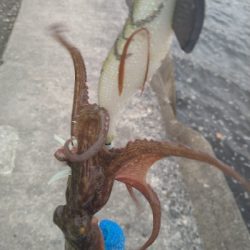 舞洲で初タコ