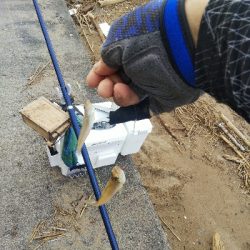 大塩海岸のキス釣り