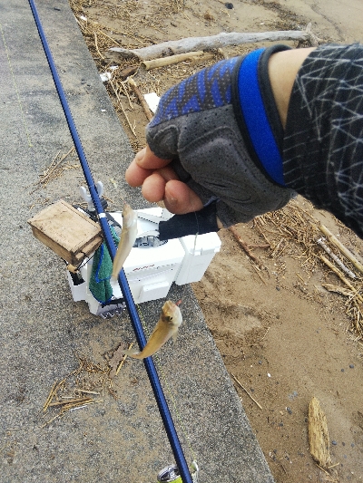 大塩海岸のキス釣り