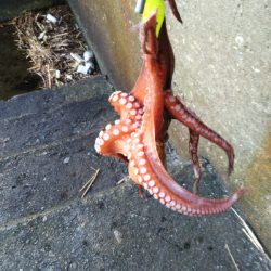 キロオーバー期待するも