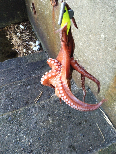 キロオーバー期待するも