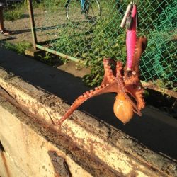 強風の中、ルアーチェンジ１投目にヒット