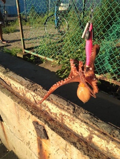 強風の中、ルアーチェンジ１投目にヒット