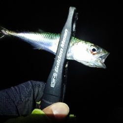 連日のメバリング