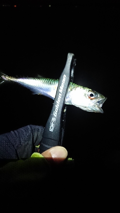 連日のメバリング