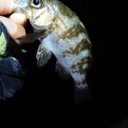 まだまだメバル。