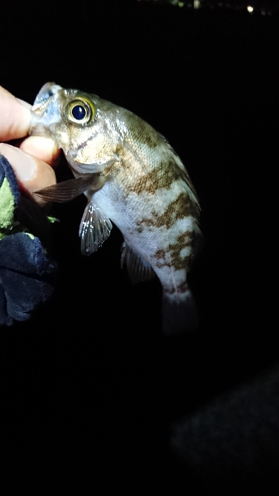 まだまだメバル。
