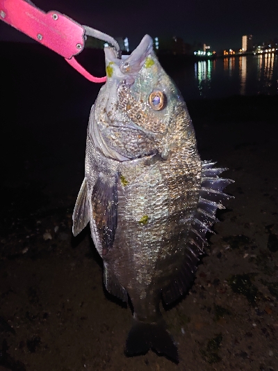 何か釣れるかな釣行