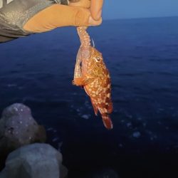ロックフィッシュ釣行