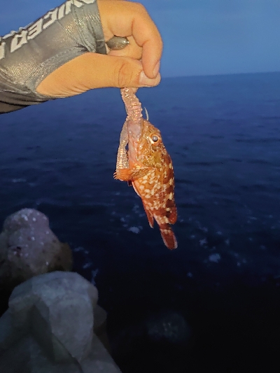 ロックフィッシュ釣行