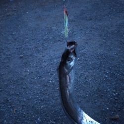 タチウオの時合い