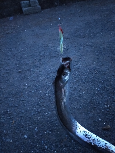 タチウオの時合い