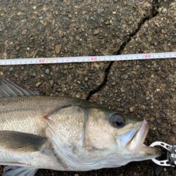 雨中のシーバス釣行
