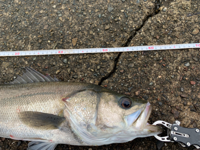 雨中のシーバス釣行