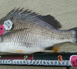 『釣りデビュー(^^)』189日目