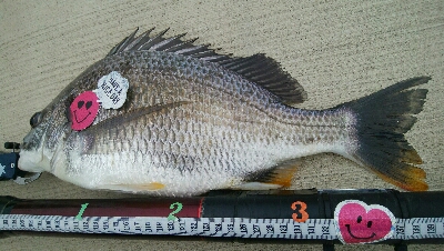 『釣りデビュー(^^)』189日目