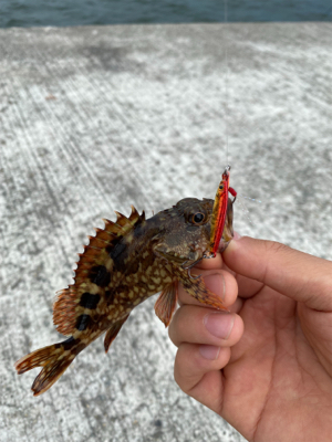 マイクロジグでメバル