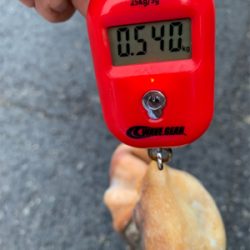 結局タコに癒されてます（笑）