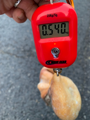 結局タコに癒されてます（笑）