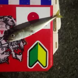 アジング練習　306