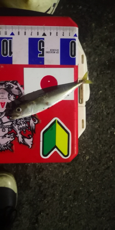 アジング練習　306