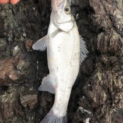 青物からのヒラスズキ