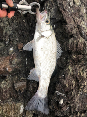 青物からのヒラスズキ