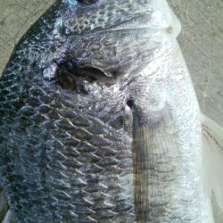 『釣りデビュー(^-^*』191日目