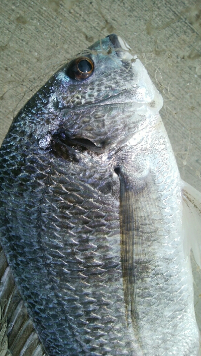 『釣りデビュー(^-^*』191日目