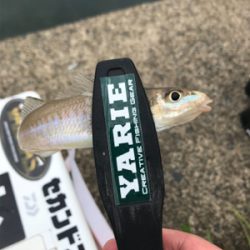 のんびりチョイ投げ