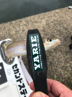 のんびりチョイ投げ