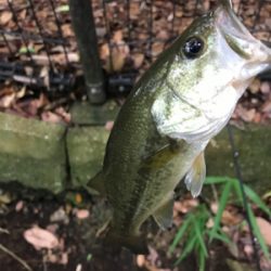 久しぶりのバス