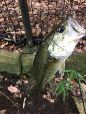 久しぶりのバス