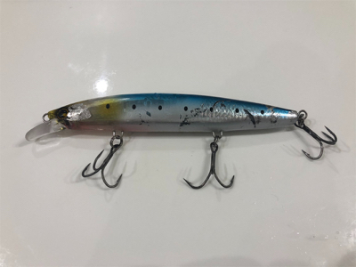 67センチのメジロ