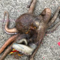 真夏の夜のオクトパッシング0702