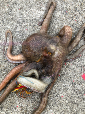 真夏の夜のオクトパッシング0702