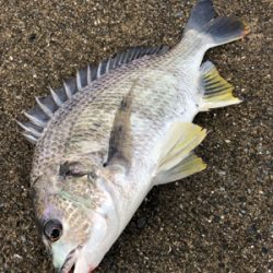 小潮の下潮でエビ撒き