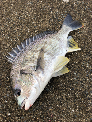 小潮の下潮でエビ撒き