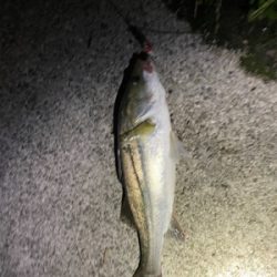 新河岸川　雨後　増水濁りシーバス